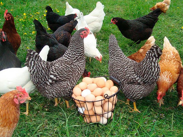 Содержание кур и уход за ними | ЗооТом - продажа, вязка и услуги для животных в Карталы