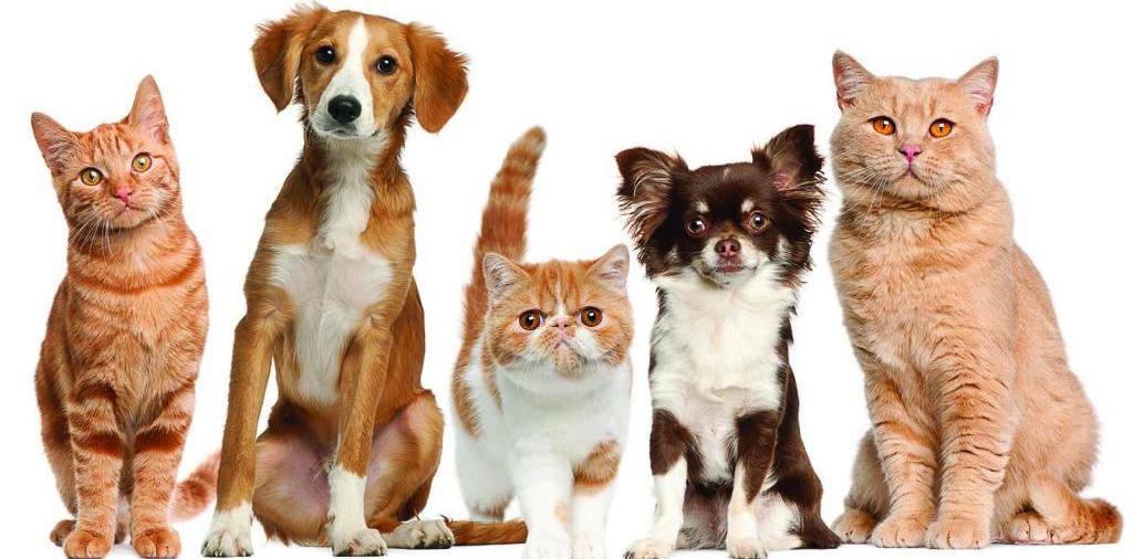 Доска объявлений о животных | ЗооТом - продажа, вязка и услуги для животных в Карталы