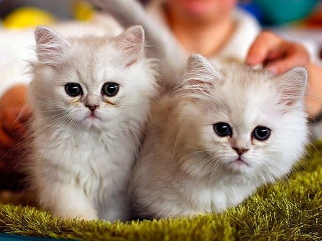 Породы кошек в Карталы | ЗооТом портал о животных