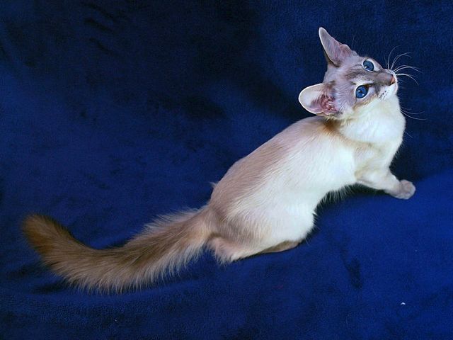 Выведенные породы кошек в Карталы | ЗооТом портал о животных