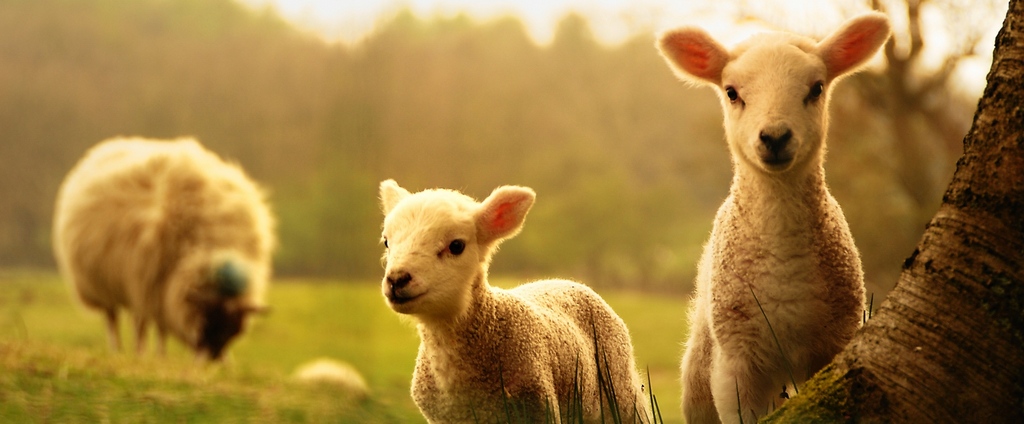 Объявления о сельскохозяйственных животных | ЗооТом - продажа, вязка и услуги для животных в Карталы