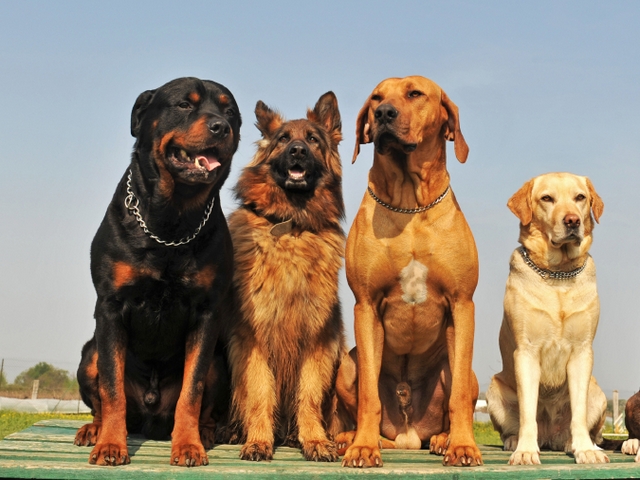 Крупные породы собак в Карталы | ЗооТом портал о животных